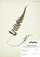 藏品(尾葉茯蕨)的圖片